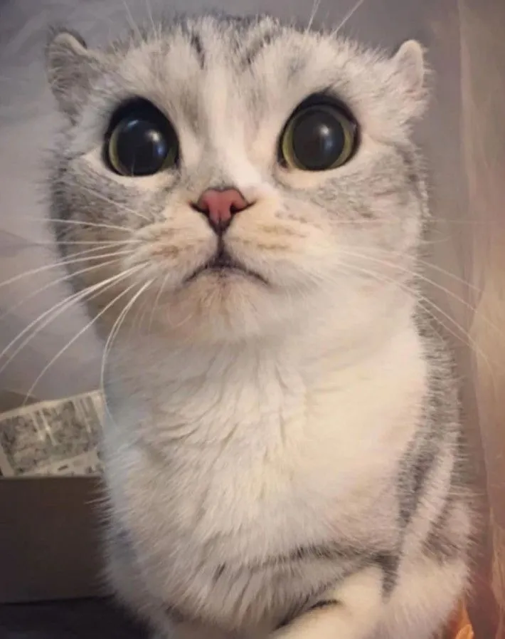 Meme mèo khóc cute này sẽ khiến bạn không thể nhịn được cười. Đừng bỏ lỡ nhé!