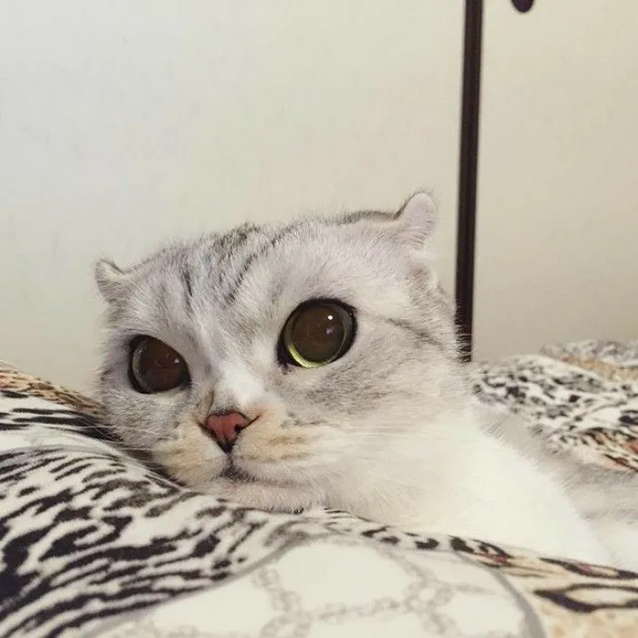 Cùng chia sẻ meme mèo tặng hoa cute này để gửi gắm thông điệp yêu thương đến bạn bè.