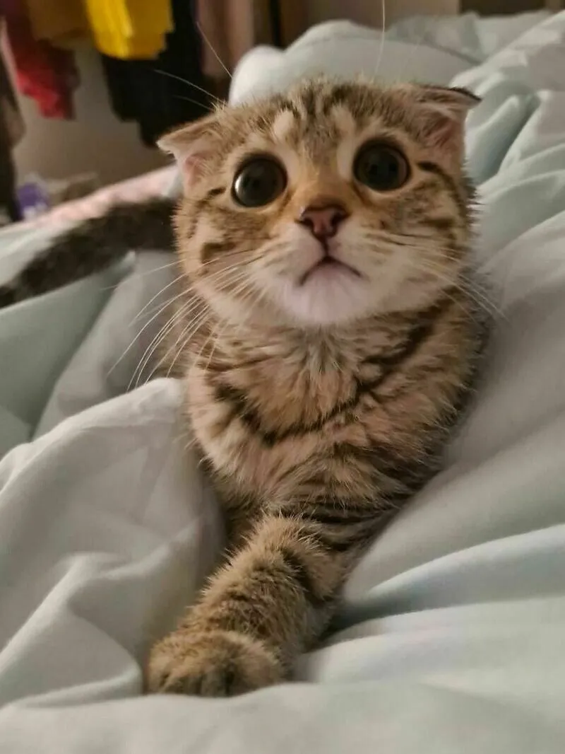 Meme mèo cute cười luôn mang đến sự dễ thương và niềm vui cho mọi người.