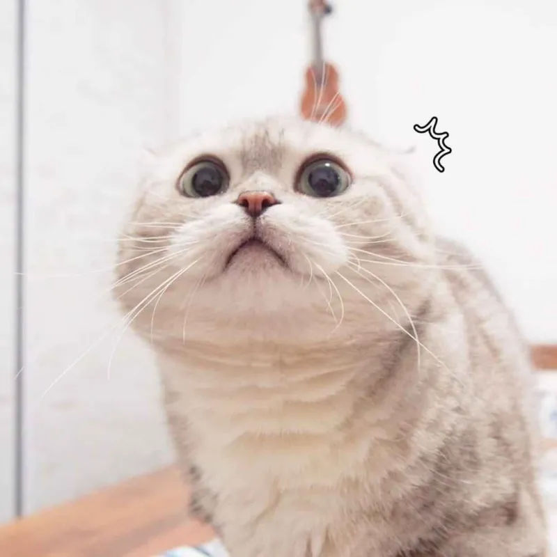 Meme mèo khóc vô tri này thật đáng yêu, khiến ai cũng phải chú ý ngay lập tức.