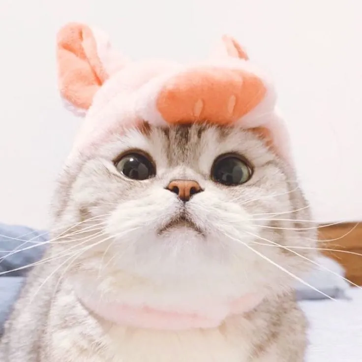 Không thể nào bỏ qua meme mèo cute này, vì nó quá dễ thương và đáng yêu!