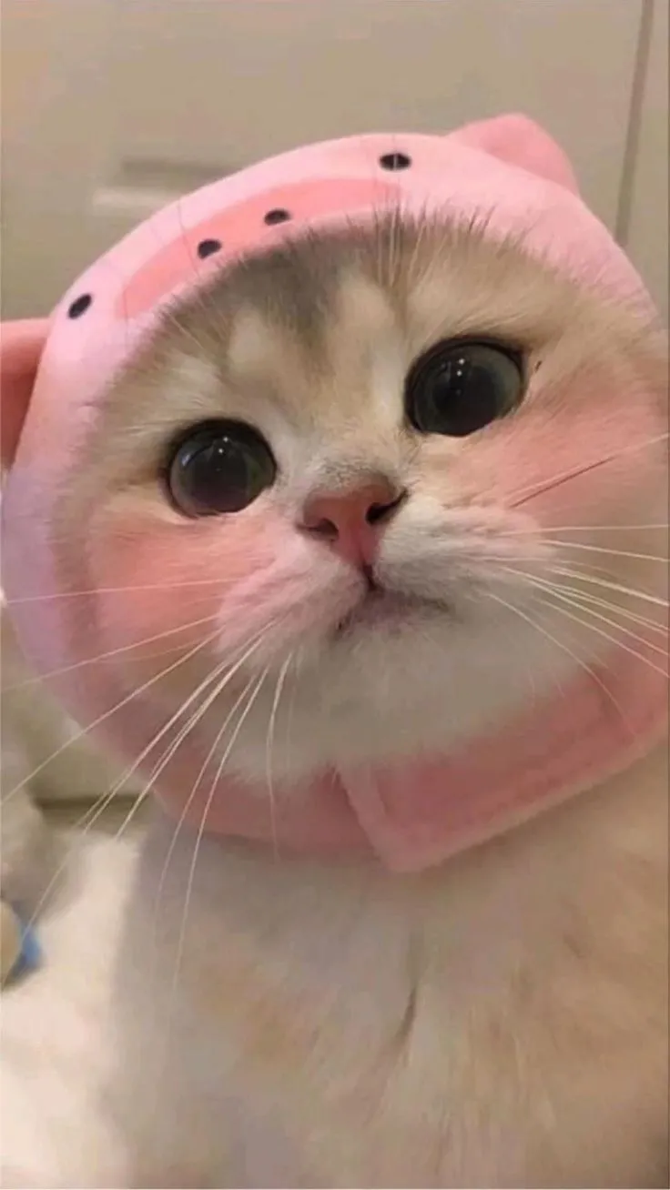 Meme con mèo cute luôn tạo nên sự thu hút đặc biệt nhờ vào sự ngộ nghĩnh của những chú mèo.