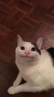 Meme mèo dỗi người yêu là vũ khí tuyệt vời để troll bạn bè