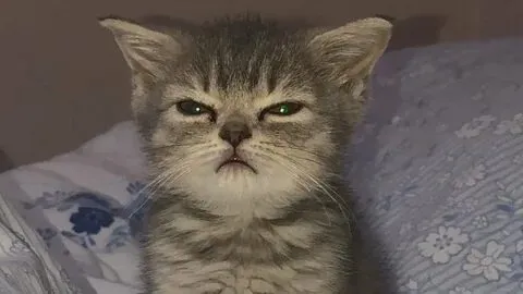 Sử dụng meme mèo lườm để thể hiện sự bất mãn nhưng không kém phần hài hước