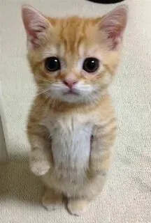 Thả một meme mèo oẹ và chờ xem bạn bè sẽ phản ứng ra sao