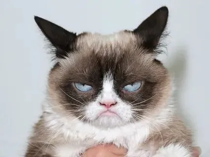 Meme mèo buồn là lựa chọn hoàn hảo để bày tỏ tâm trạng mà không mất đi sự đáng yêu
