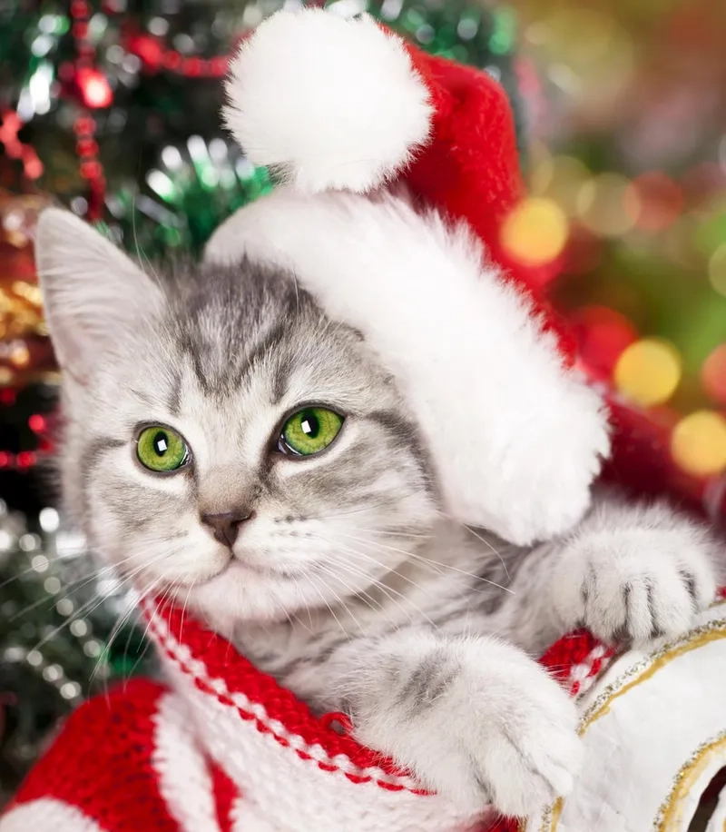 Âm thanh Noel meme giúp bạn cảm nhận mùa Giáng Sinh một cách vui nhộn và tràn đầy năng lượng.