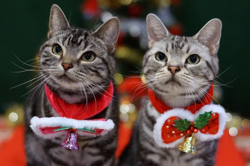 Tự tay làm trang trí Noel với những ý tưởng dễ thương từ meme Noel.