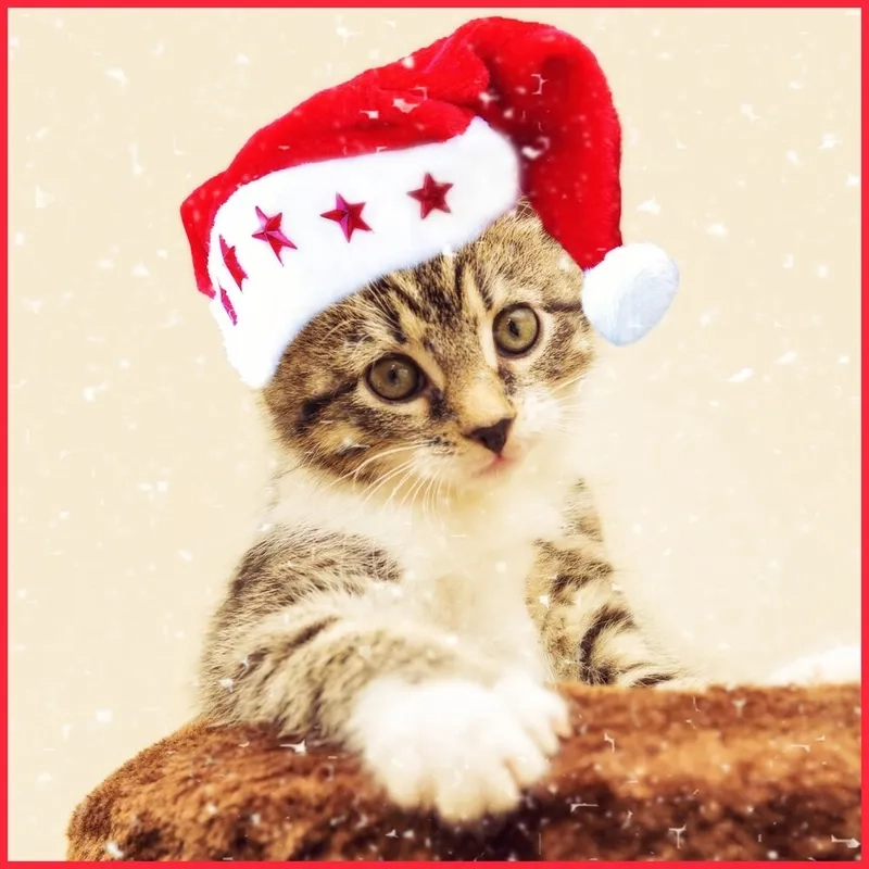 Chó Noel meme với những biểu cảm hài hước, mang lại không khí vui vẻ cho ngày lễ.