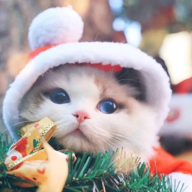 Ảnh mèo Noel meme cute sẽ làm cho không khí Giáng Sinh thêm phần ấm áp và vui vẻ.