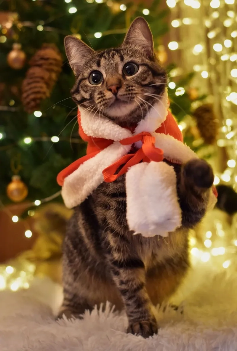 Mèo đội mũ Noel meme cực kỳ đáng yêu, chắc chắn sẽ làm bạn muốn chia sẻ ngay.