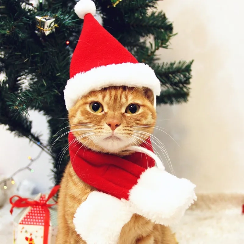 Các cat meme noel sẽ khiến bạn cười ngặt nghẽo trong mùa lễ hội.