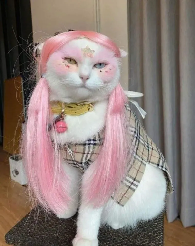 Meme cái quần hài hước, điểm nhấn không thể thiếu cho bài viết.