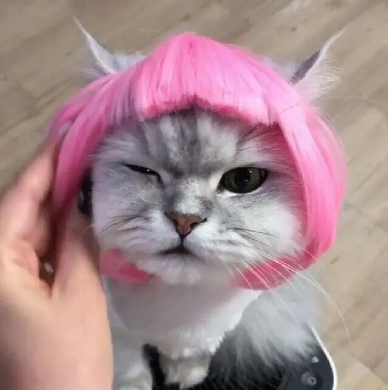 Sắc màu tươi sáng với meme đội quần nhiều màu, nổi bật mọi ngữ cảnh.