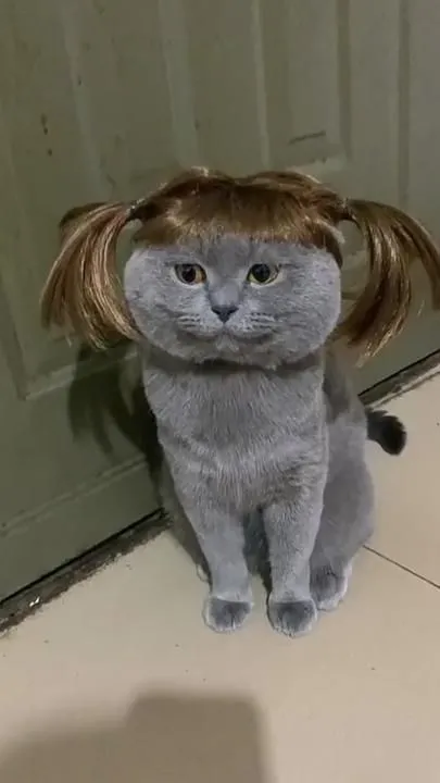 Meme anh da đen đội tóc giả hài hước làm nổi bật sự sáng tạo và ngộ nghĩnh