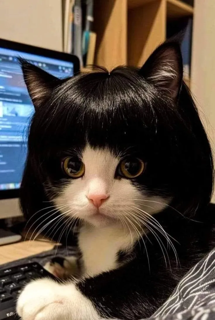 Meme mèo đội mũ là lựa chọn dễ thương để gửi gắm niềm vui