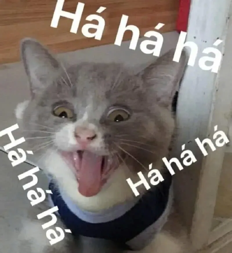 Mèo cười siêu đáng yêu, xem là muốn cười ngay.