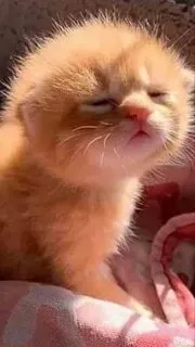 Một cái gật đầu hài hước từ meme mèo ok sẽ khiến mọi người bật cười