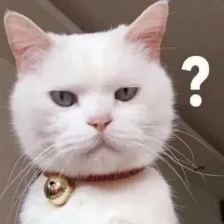 Cười ngất với biểu cảm ngạc nhiên khó đỡ của meme mèo há miệng
