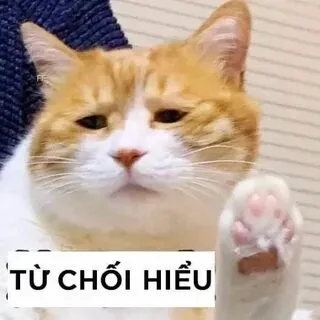 Meme mèo nhếch mép cực ngầu này là vũ khí đắc lực để 