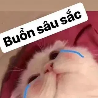 Chia sẻ ngay meme mèo lè lưỡi này để mang tiếng cười đến bạn bè