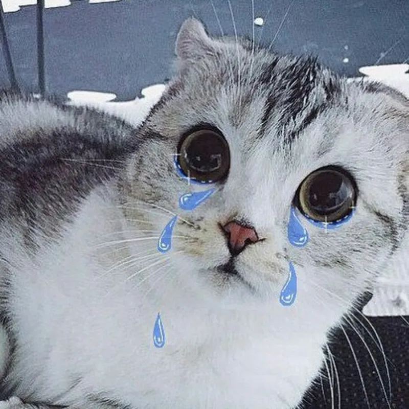 Meme con mèo khóc là sự kết hợp hoàn hảo giữa đáng yêu và dí dỏm.