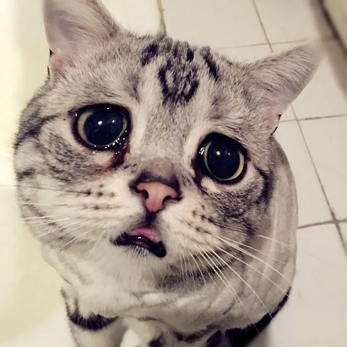 Con mèo khóc meme là hình ảnh hài hước được yêu thích trên mạng xã hội.