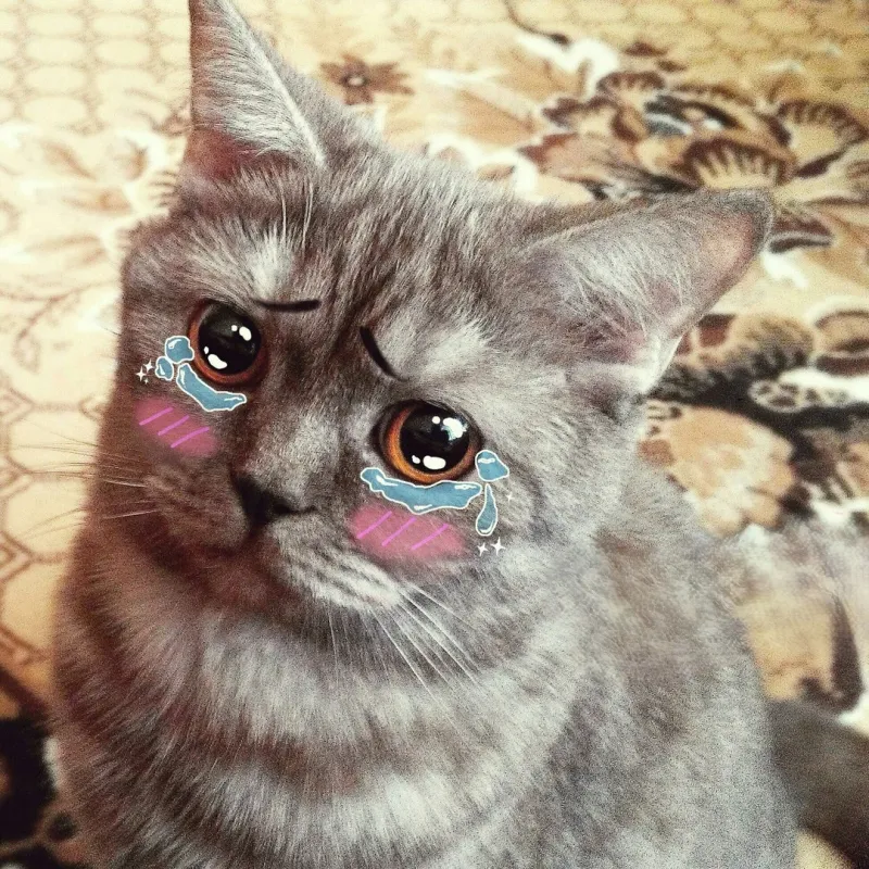 Ảnh mèo khóc meme là lựa chọn thú vị để bày tỏ cảm xúc.