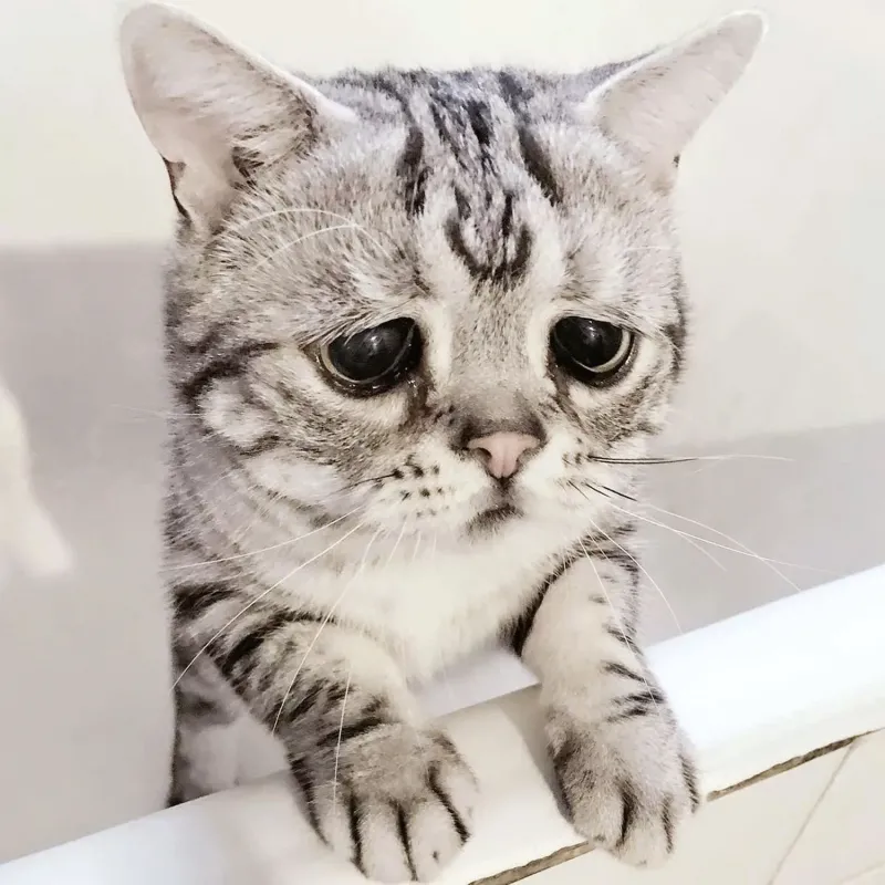 Meme mèo khóc like là hình ảnh hài hước với nét duyên dáng đặc biệt.