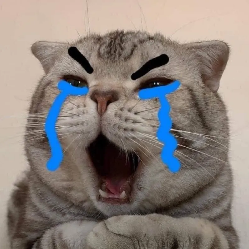 Meme mèo khóc bựa là hình ảnh lầy lội không thể cưỡng lại.