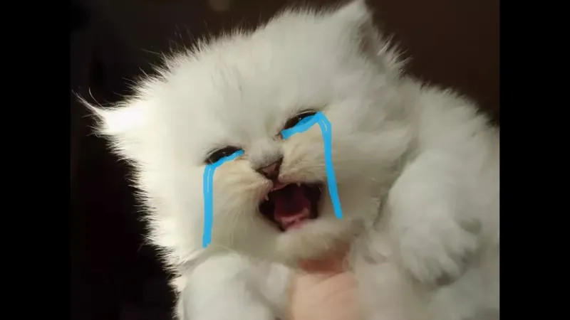 Khóc meme mèo cute kết hợp giữa biểu cảm ngây thơ và nét hài hước.