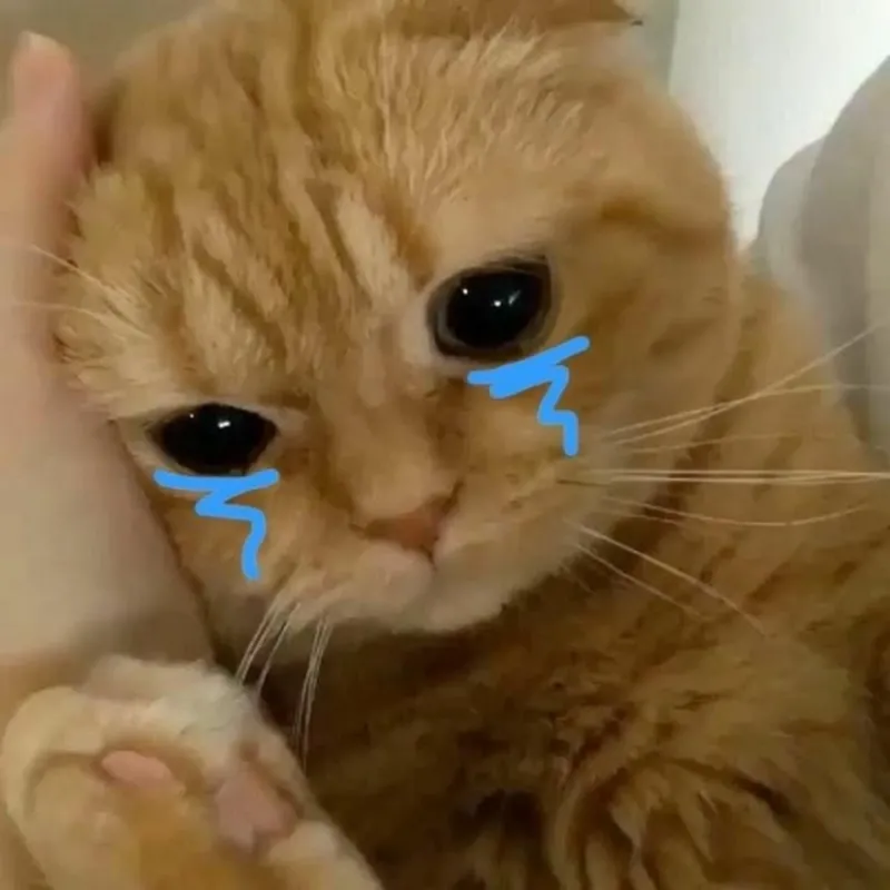 Vô tri meme mèo khóc cute khiến ai cũng bật cười bởi sự ngộ nghĩnh.
