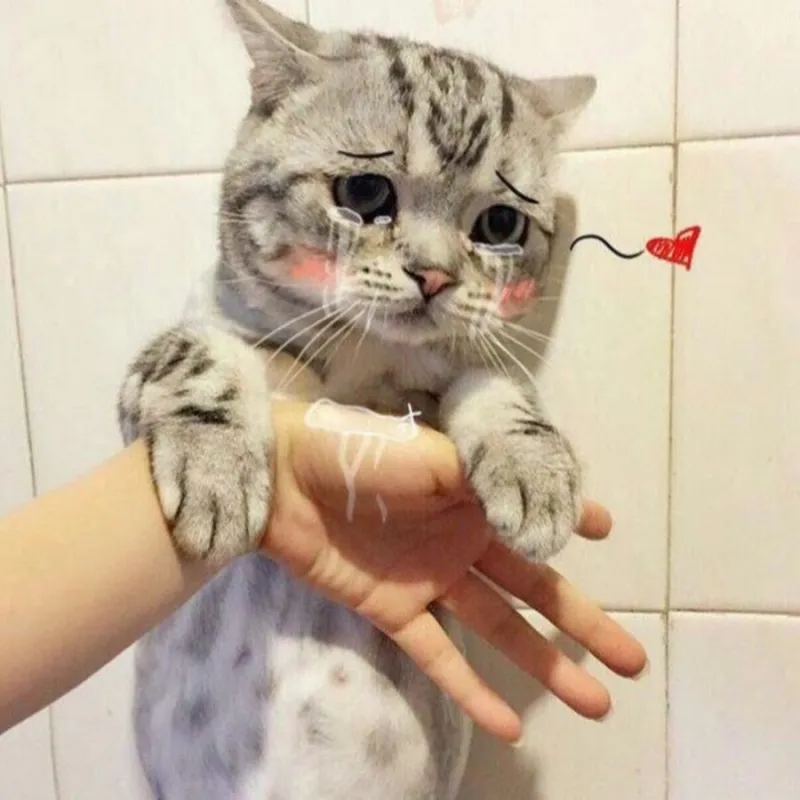 Hình meme mèo khóc lan tỏa tiếng cười đến mọi người với sự dễ thương.