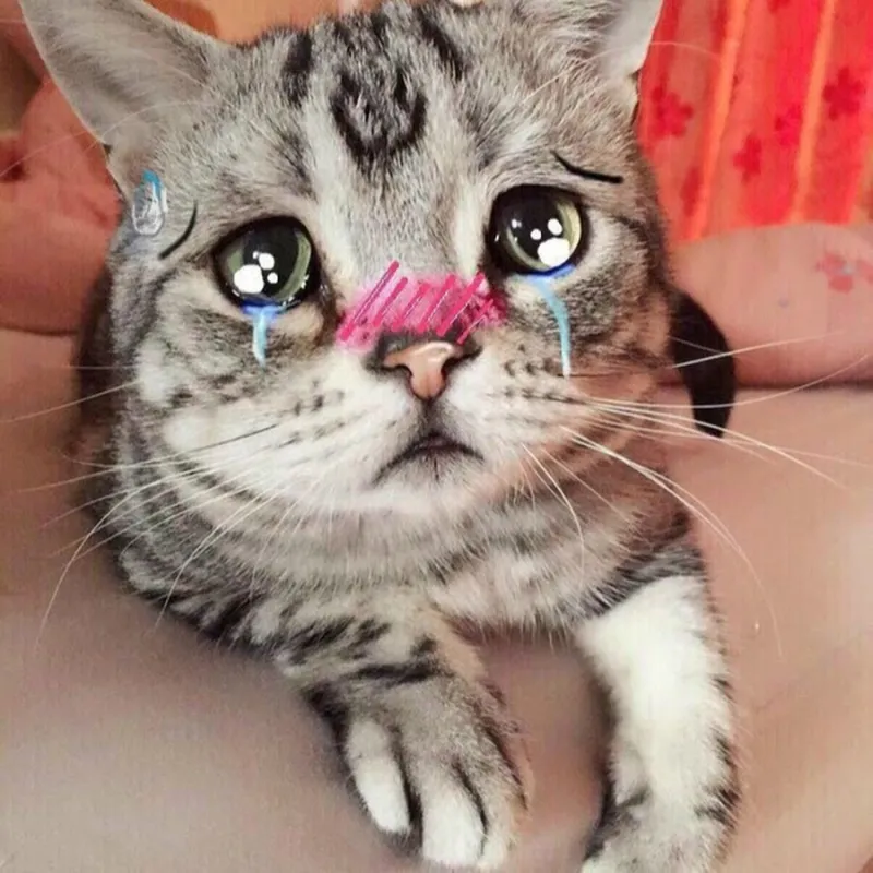 Meme mèo chuối khóc là khoảnh khắc hài hước nhưng cũng đầy cảm xúc.