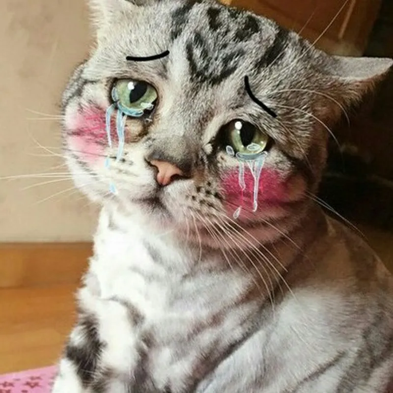 Meme mèo khóc che miệng mang lại khoảnh khắc hài hước khó quên.