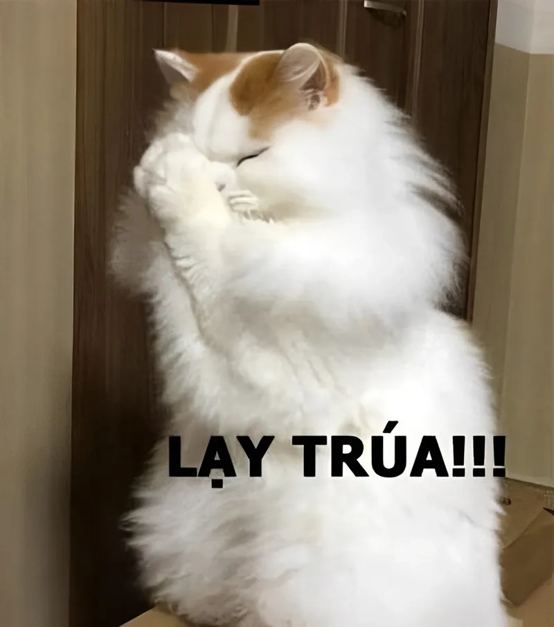 Quỳ xuống meme, biểu cảm chân thật, hài hước và cực kỳ 