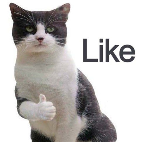 Meme về mèo “thả like” cực kỳ đáng yêu! Bạn sẽ không thể cưỡng lại đâu.