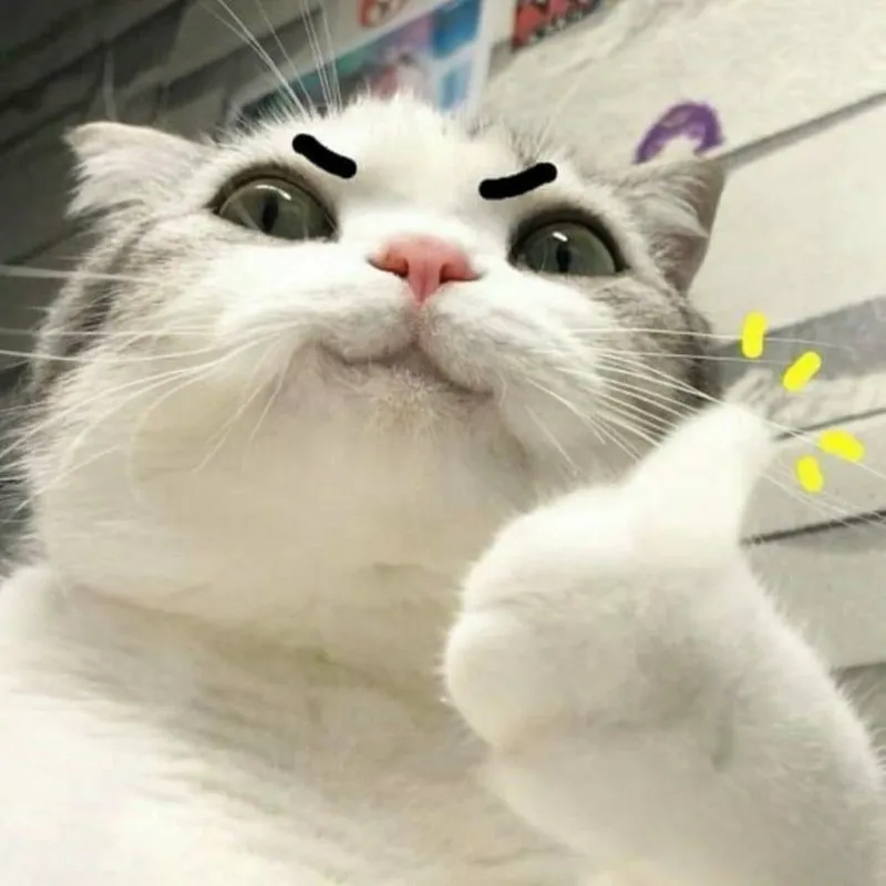 Con mèo này khiến mọi người phải bật cười, đừng quên thả like nhé!