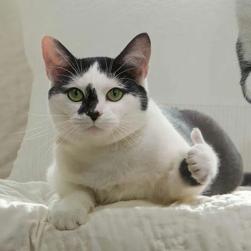 Chú mèo giơ tay thả like này chắc chắn sẽ khiến bạn mỉm cười. Nhấn like nếu bạn thích!