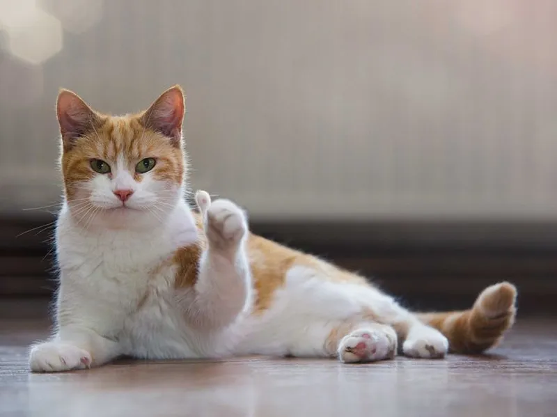 Meme mèo dễ thương đến nỗi bạn không thể không yêu thích! Nhấn like ngay.