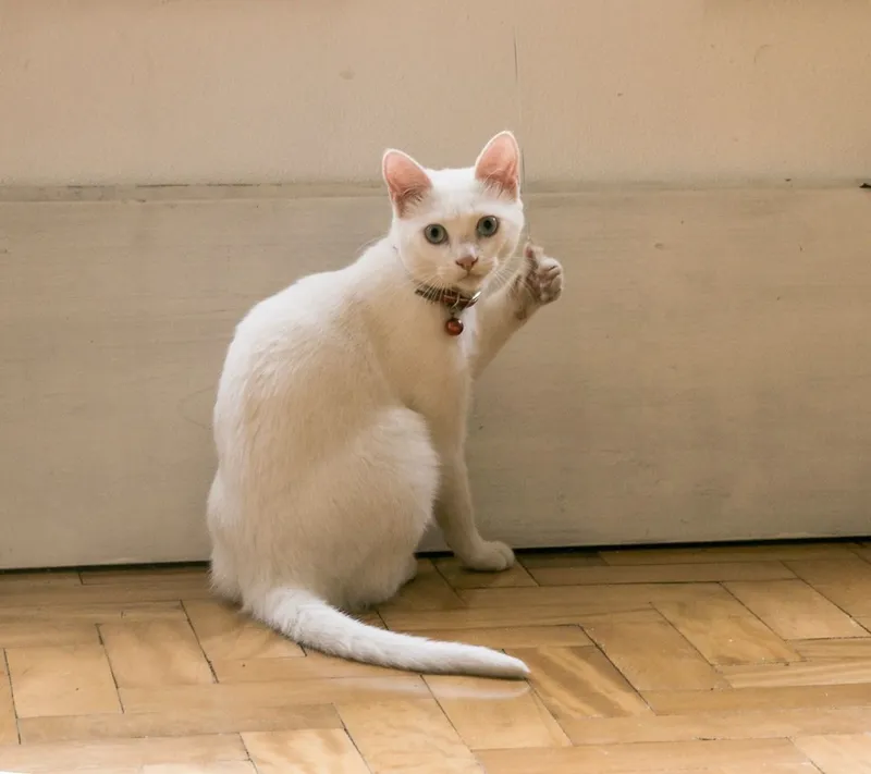 Những bức ảnh meme mèo đáng yêu khiến người xem không thể không thả like!
