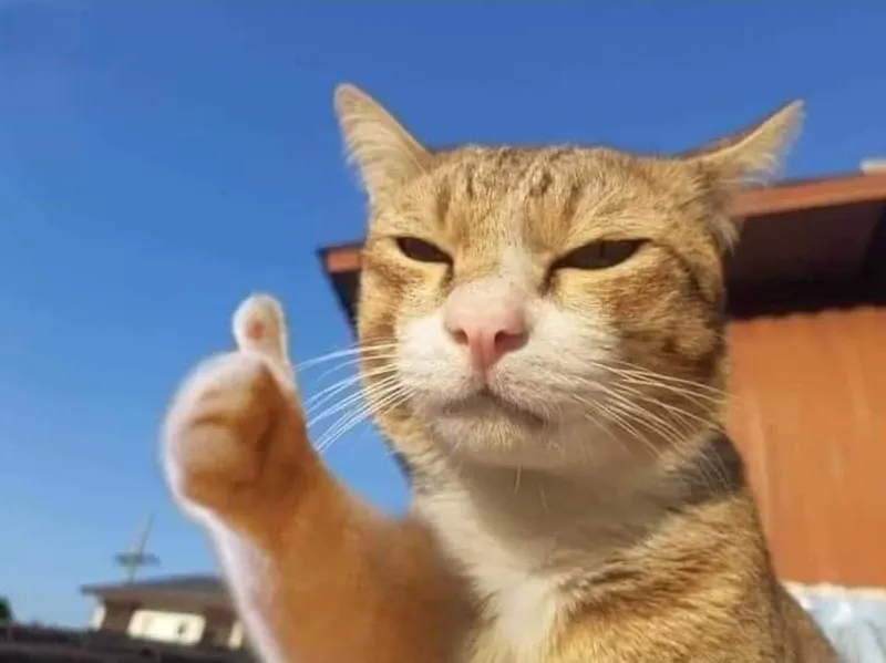 Meme mèo khóc vì không được like, bạn có thể giúp mèo không? Thả like đi nào!
