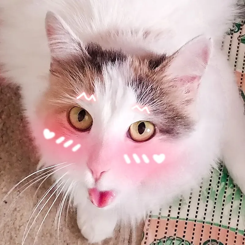 Những meme ảnh ngại ngùng cute khiến bạn không thể không yêu thích.