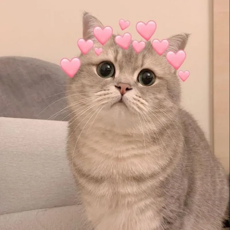 Chắc chắn bạn sẽ không thể nhịn cười với meme cười ngại ngùng dễ thương này.