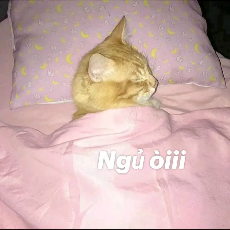 Meme mèo buồn ngủ khiến ai cũng thích thú với dáng vẻ mệt mỏi đáng yêu