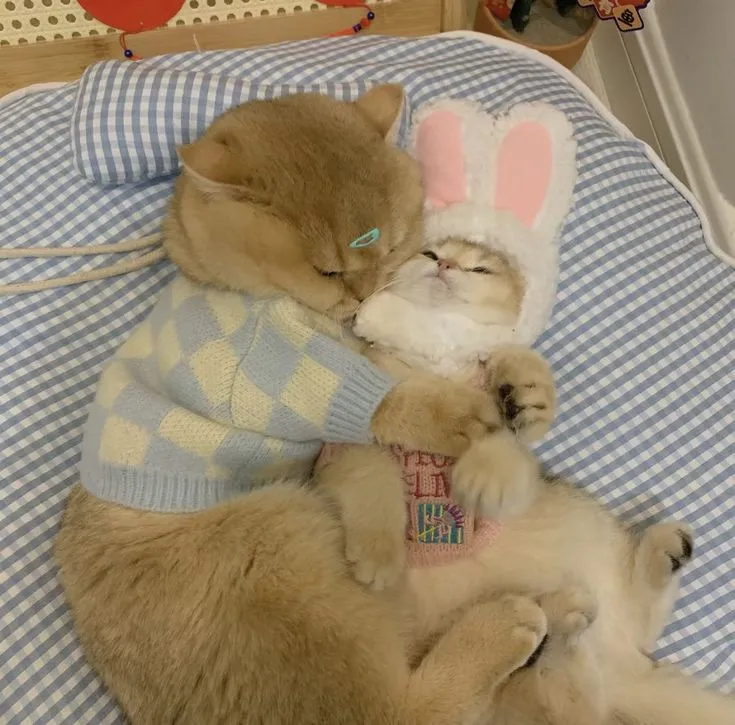 Mèo ngủ meme với biểu cảm siêu ngộ nghĩnh làm ngày của bạn thêm vui