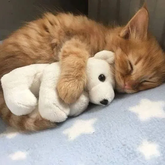 Meme mèo mới ngủ dậy với biểu cảm đáng yêu sẽ khiến bạn bật cười