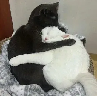 Meme mèo ôm nhau là biểu tượng của tình bạn và sự gắn kết
