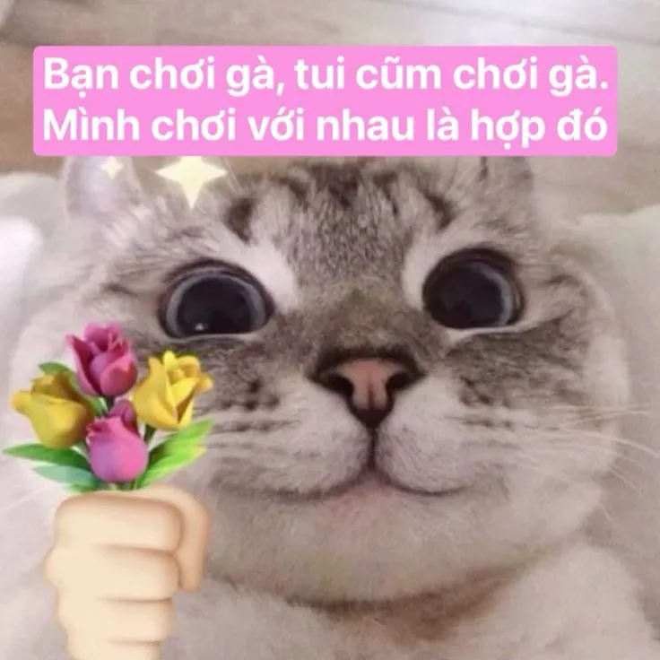 Ảnh meme mèo tặng hoa đáng yêu này chắc chắn sẽ làm tan chảy trái tim bạn