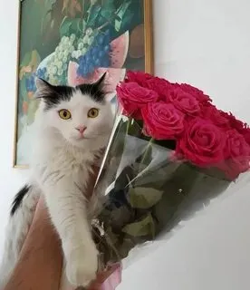 Biểu cảm lầy lội trong meme con mèo tặng hoa sẽ làm bạn thích thú